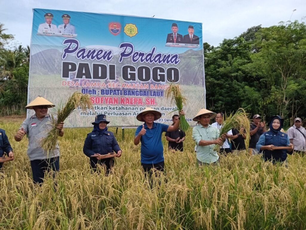 Bupati Sofyan Ikut panen perdana padi gogo. (Foto ist)